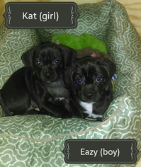 Puggle Puppy for sale in BENSALEM, PA, USA