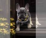 Puppy yellow collar French Bulldog