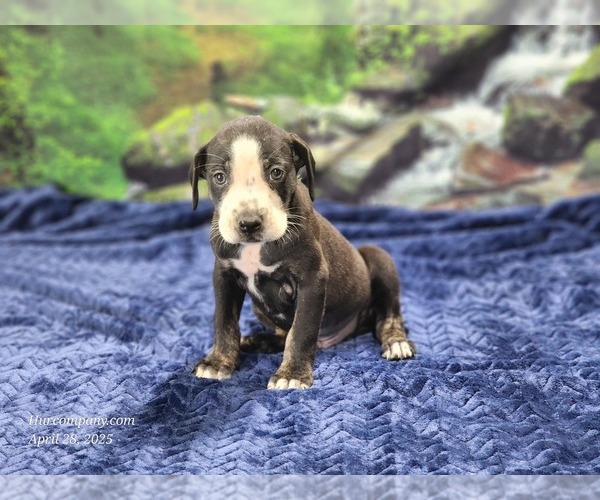 Medium Photo #25 Catahoula Leopard Dog Puppy For Sale in CUMBY, TX, USA