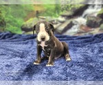 Small #24 Catahoula Leopard Dog