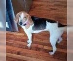 Small Photo #1 Treeing Walker Coonhound Puppy For Sale in Spring Lake, NC, USA