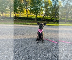 Figgie Smalls - Female Chihuahua-Unknown Mix Dog for Adoption - Photo #2