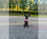 Small Photo #2 Chihuahua-Unknown Mix Puppy For Sale in Sandy, UT, USA