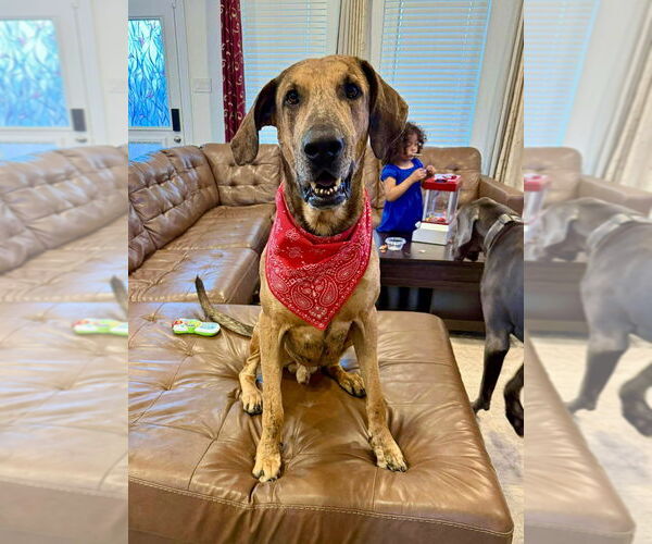 Medium Photo #5 Great Dane Puppy For Sale in Bullard, TX, USA