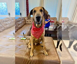 Ember - Male Great Dane Dog for Adoption - Photo #5