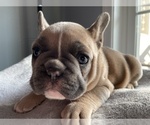 Small Photo #5 French Bulldog Puppy For Sale in WARRENTON, VA, USA