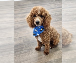 Father of the Cavapoo (Miniature) puppies born on 02/11/2026