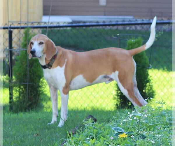 Medium Photo #3 Coonhound Puppy For Sale in Minneapolis, MN, USA