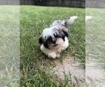 Small Shih Tzu