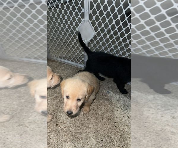 Medium Photo #9 Labradoodle Puppy For Sale in KIRKSVILLE, MO, USA