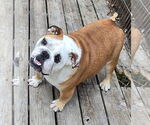 Small #5 Bulldog