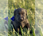 Small Photo #2 Labrador Retriever Puppy For Sale in STEELEVILLE, IL, USA