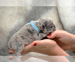 Small Photo #9 French Bulldog Puppy For Sale in ALPHARETTA, GA, USA