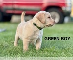 Small #4 Labrador Retriever