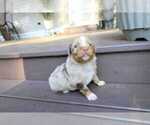 Puppy Cheif Miniature Australian Shepherd