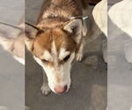 Small #3 Siberian Husky
