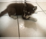 Small Photo #3 Siberian Husky Puppy For Sale in DELTONA, FL, USA
