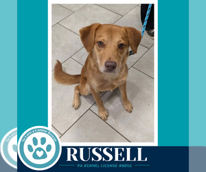 Russell 100326 - Male Labrador Retriever Dog for Adoption - Photo #2
