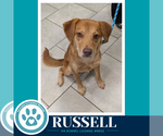 Small Photo #2 Labrador Retriever Puppy For Sale in Kimberton, PA, USA