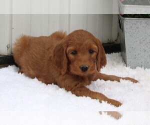 Goldendoodle Puppy for sale in FREDERICKSBURG, OH, USA