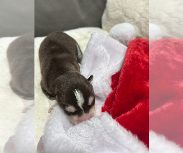 Medium Photo #1 Siberian Husky Puppy For Sale in PEYTON, CO, USA