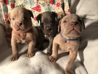 Cane Corso Puppy for sale in PARK CITY, KY, USA