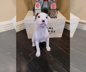 Boxer Puppy for sale in BEAVER SPRINGS, PA, USA