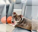 Small #1 American Staffordshire Terrier Mix