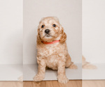 Puppy 1 Doodle-Goldendoodle Mix