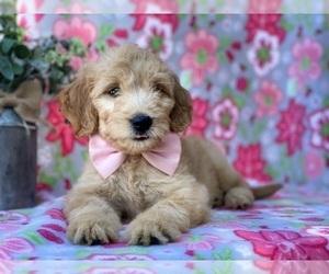 Goldendoodle (Miniature) Puppy for sale in LANCASTER, PA, USA