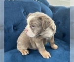 Small Photo #4 English Bulldog Puppy For Sale in MENLO PARK, CA, USA