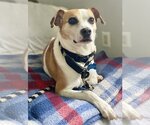 Small #3 Beagle Mix