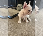 Small Photo #1 French Bulldog Puppy For Sale in BAKERSFIELD, CA, USA