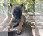 Small Photo #1 Belgian Malinois Puppy For Sale in PALATKA, FL, USA