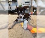 Small Mutt