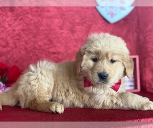 Golden Retriever Puppy for sale in LANCASTER, PA, USA