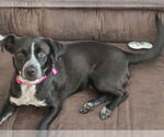 Small #2 Mutt