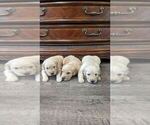 Small Photo #8 Golden Retriever Puppy For Sale in SACRAMENTO, CA, USA
