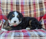Small Photo #5 Bernese Mountain Dog Puppy For Sale in DELTA, PA, USA