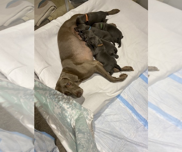 Medium Photo #11 Weimaraner Puppy For Sale in NEWPORT NEWS, VA, USA