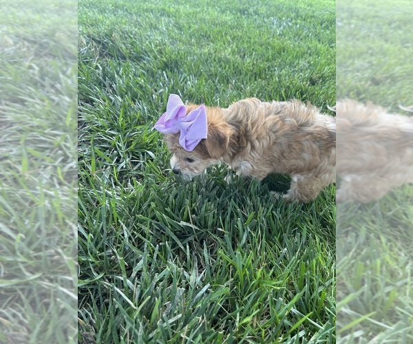 Medium Photo #3 Yo-Chon Puppy For Sale in WEST UNION, OH, USA