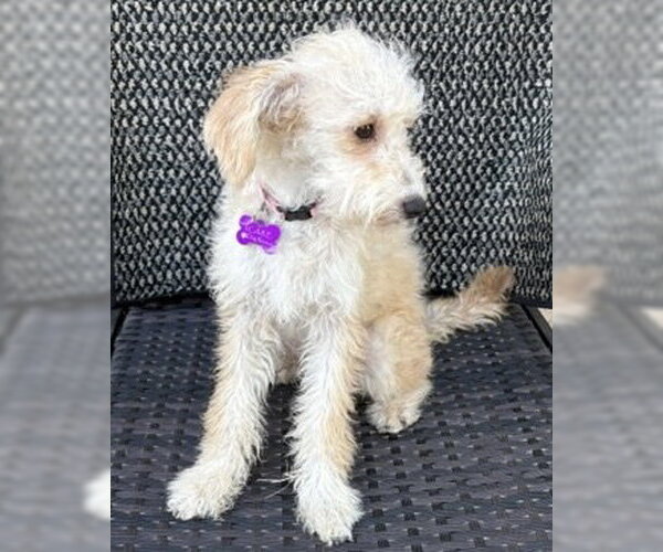 Medium Photo #4 Poodle (Miniature)-Unknown Mix Puppy For Sale in Corona, CA, USA