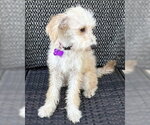 Small #3 Poodle (Miniature) Mix