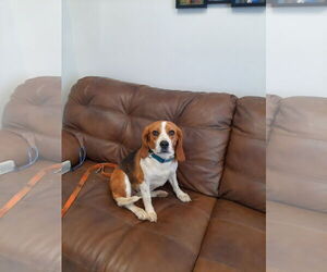 Beagle Dogs for adoption in Mt. Gilead, OH, USA
