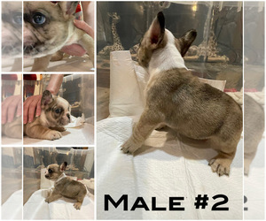 Medium French Bulldog