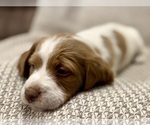 Small #4 Brittany