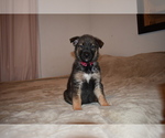 Small Photo #9 Alaskan Malamute-German Shepherd Dog Mix Puppy For Sale in WHITE CITY, OR, USA