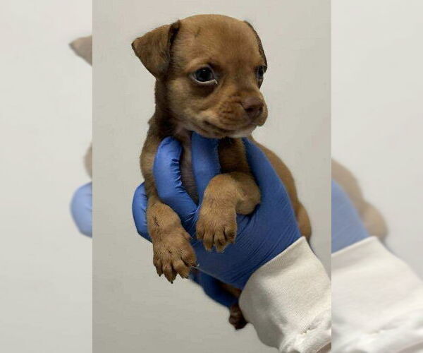 Medium Photo #3 Mutt Puppy For Sale in New York, NY, USA