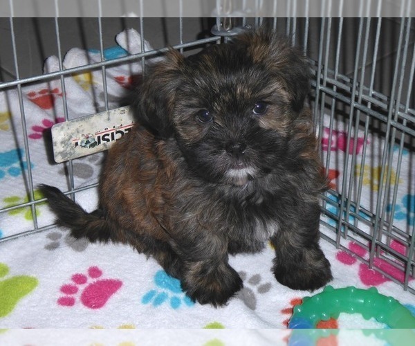 Medium Photo #6 Shorkie Tzu Puppy For Sale in ORO VALLEY, AZ, USA