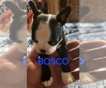 Puppy Bosco Boston Terrier